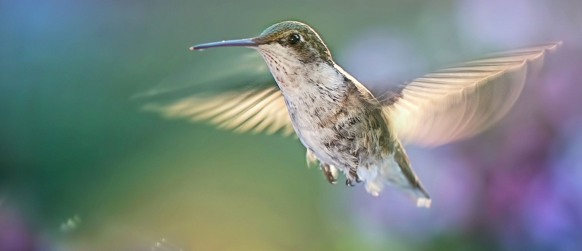 fliegender Kolibri