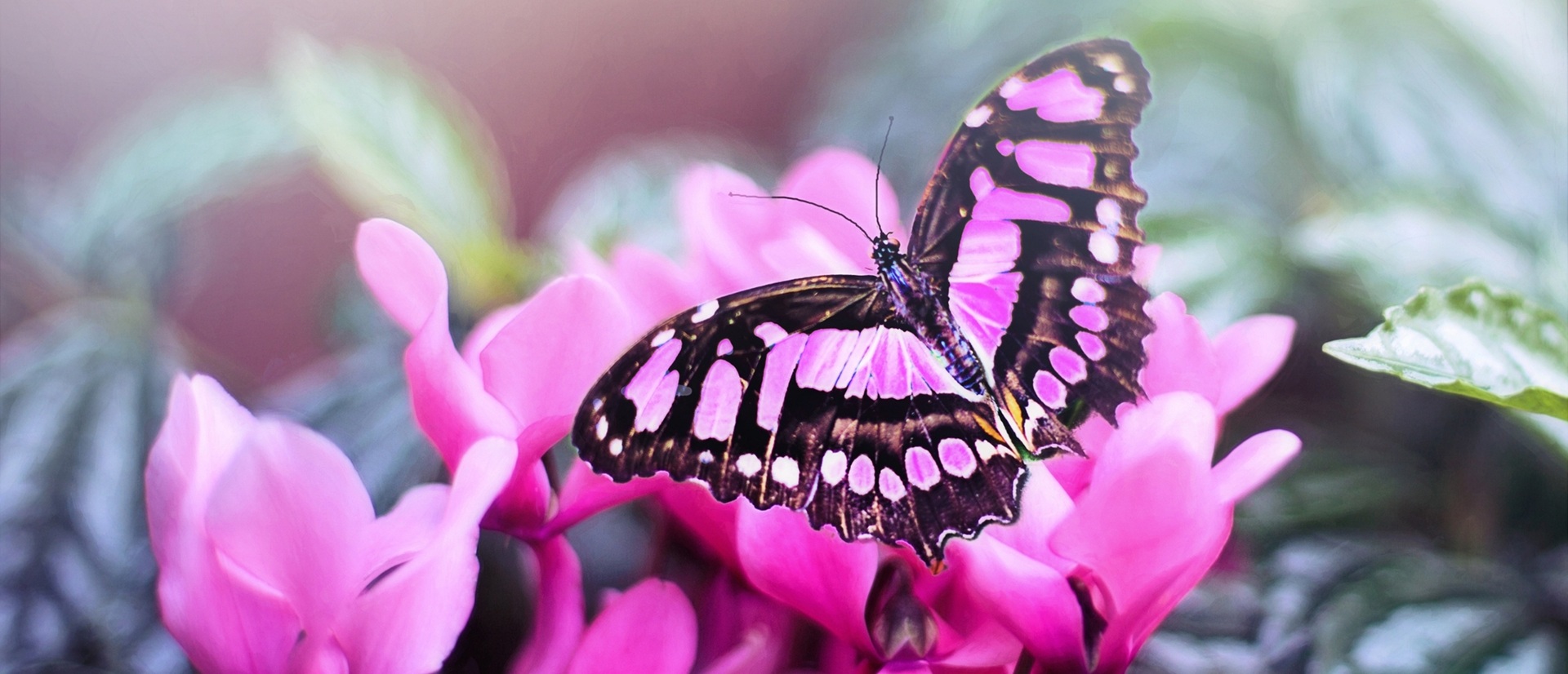 Ein Schmetterling sitzt auf einer Blume