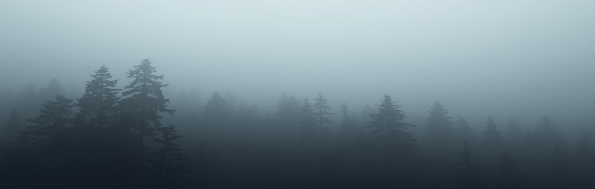 Waldweg zwischen einer Allee