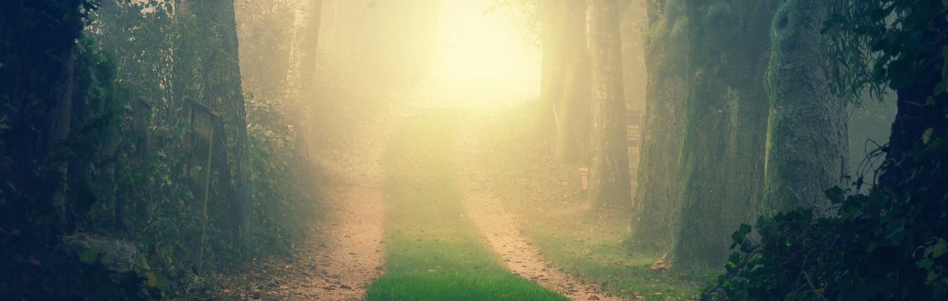 Waldweg zwischen einer Allee